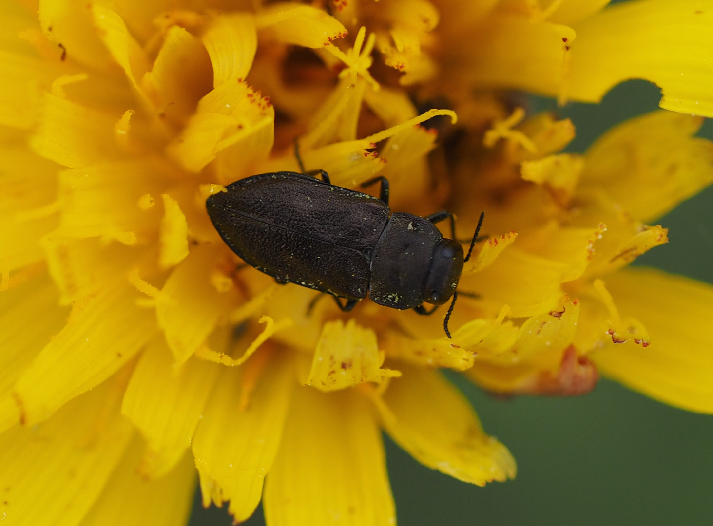 Anthaxia quadripunctata Foto & Bild nahaufnahmen, natur, insekten