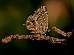 Anthene definita (Weibchen)