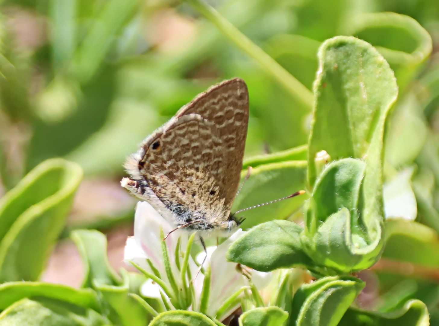 Anthene otacilia,Kikuyu Ciliate Blue