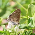 Anthene otacilia,Kikuyu Ciliate Blue