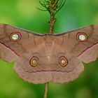 Antheraea Jana #2