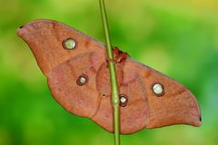 Antheraea Jana #2