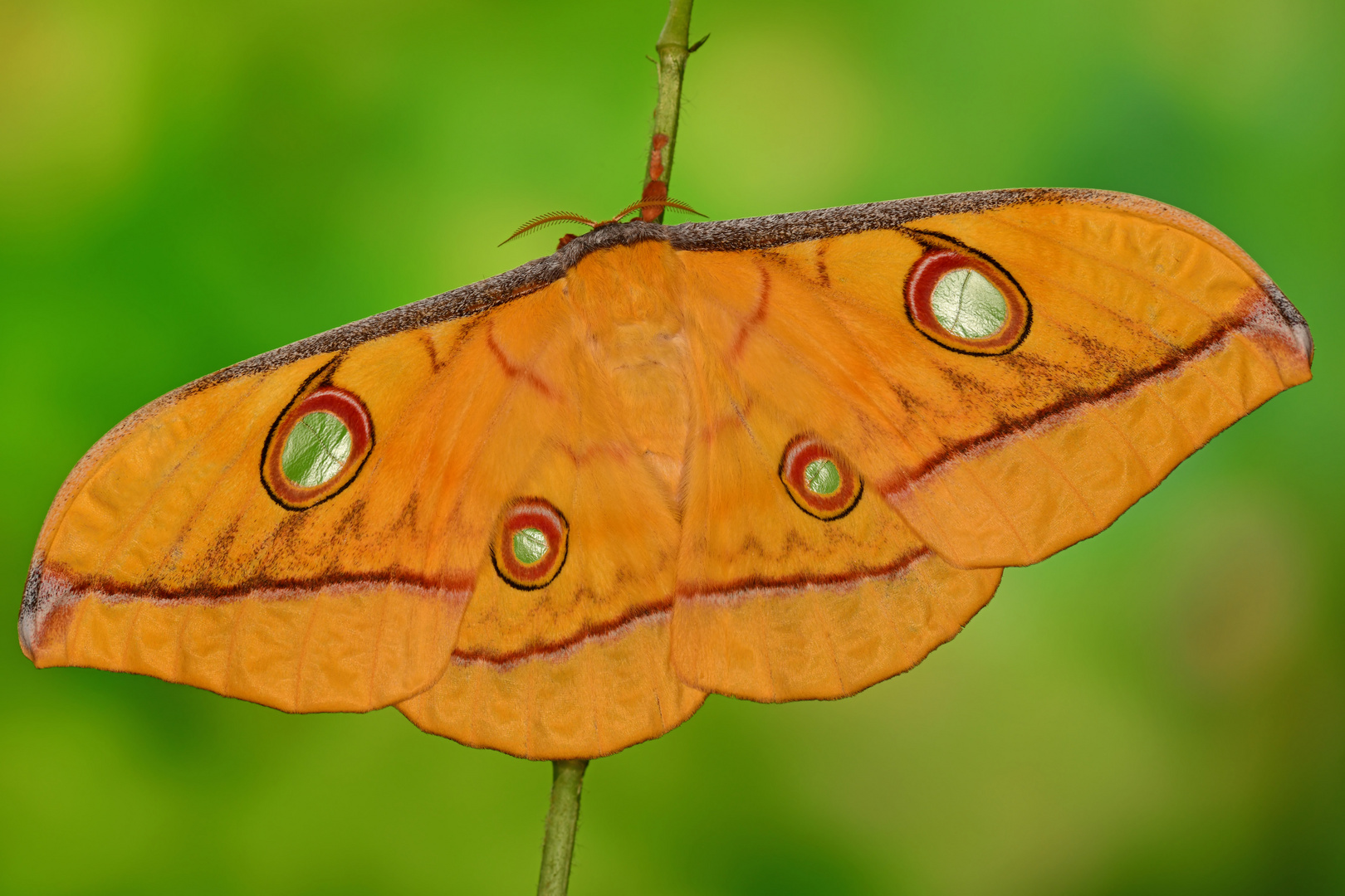 Antheraea Jana Foto & Bild tiere, wildlife, schmetterlinge Bilder auf