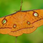 Antheraea Jana