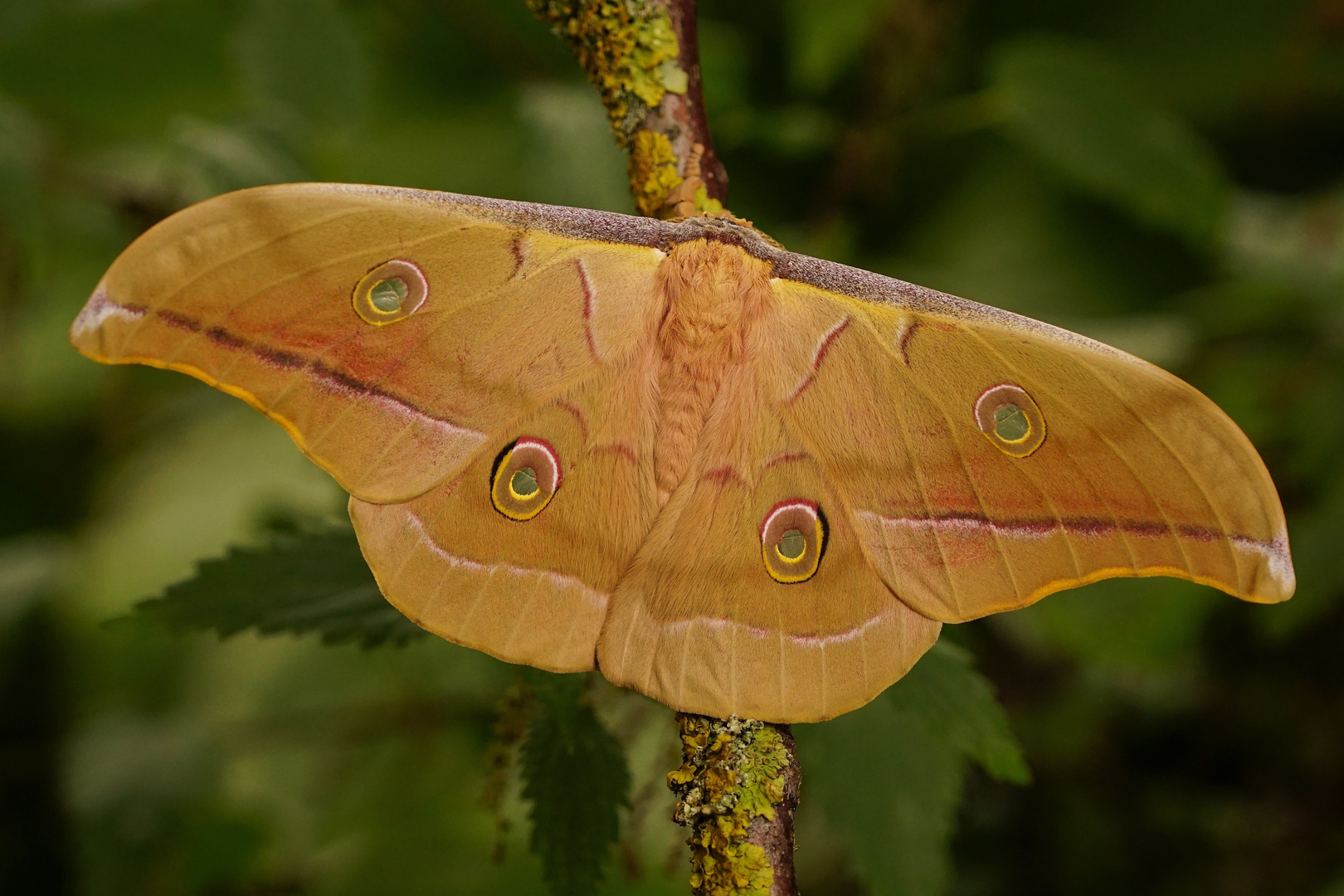 ....Antheraea pernyi 2.....