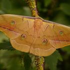 ....Antheraea pernyi 2.....