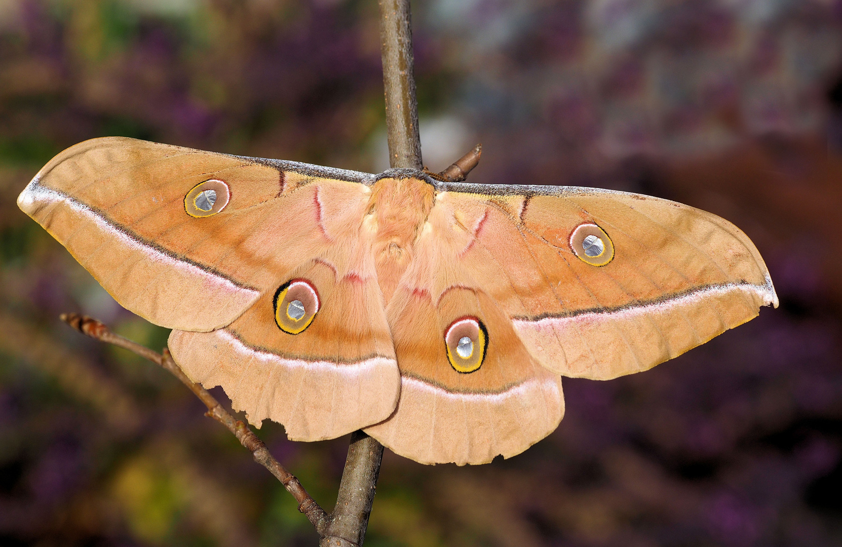 Antheraea pernyi 