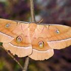 Antheraea pernyi 