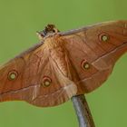 "Antheraea Pernyi"