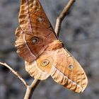  Antheraea pernyi