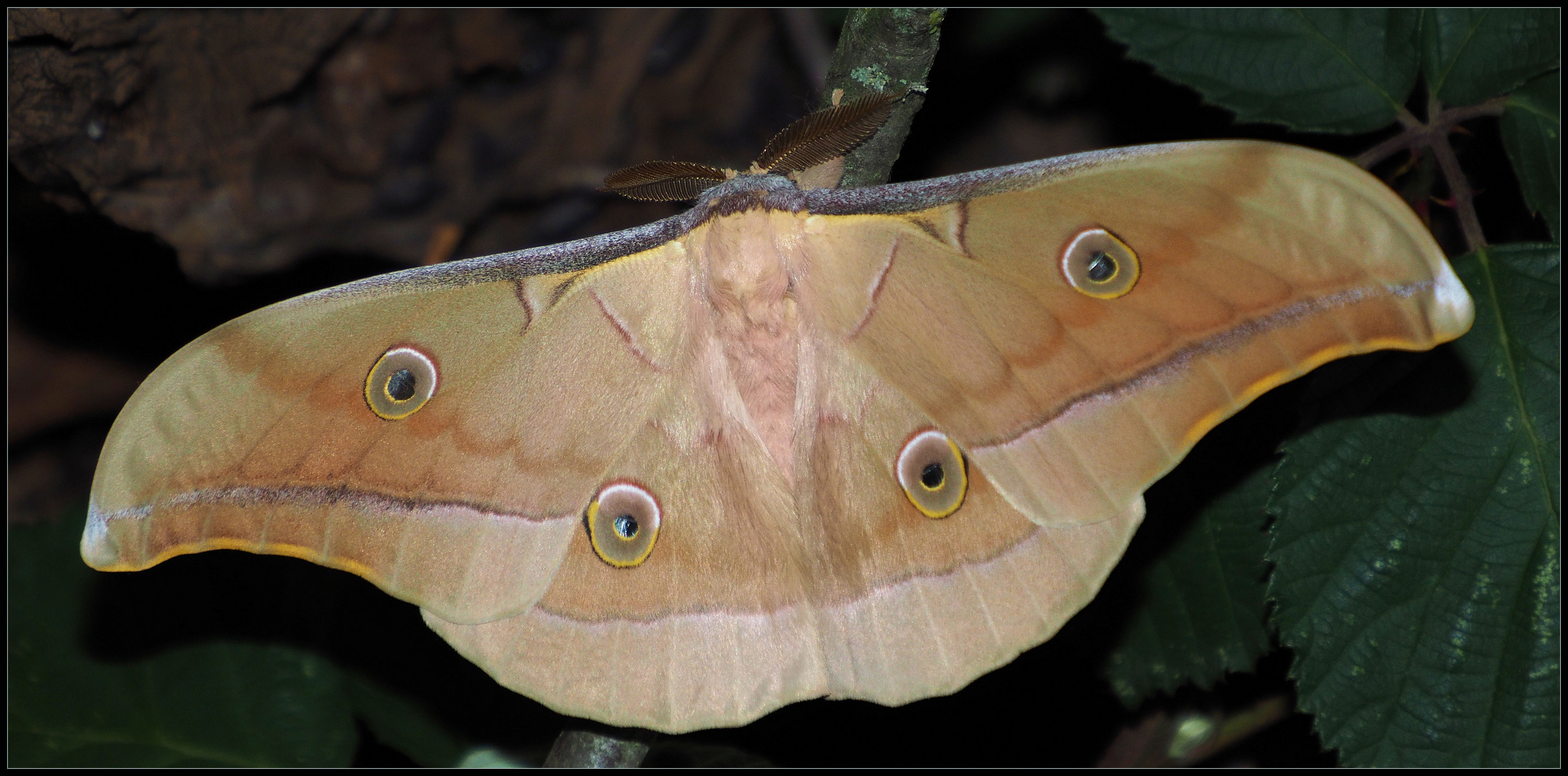 Antheraea pernyi