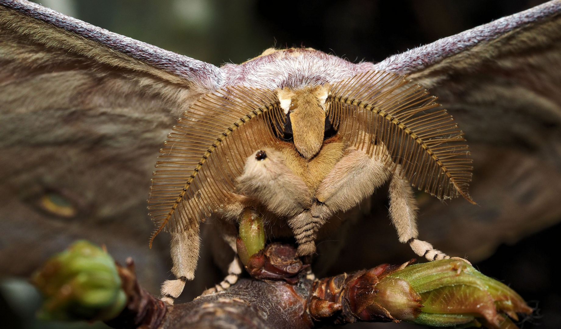  Antheraea pernyi ...an den Fühlern sieht man das es ein er ist... 