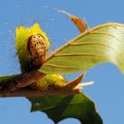  Antheraea pernyi