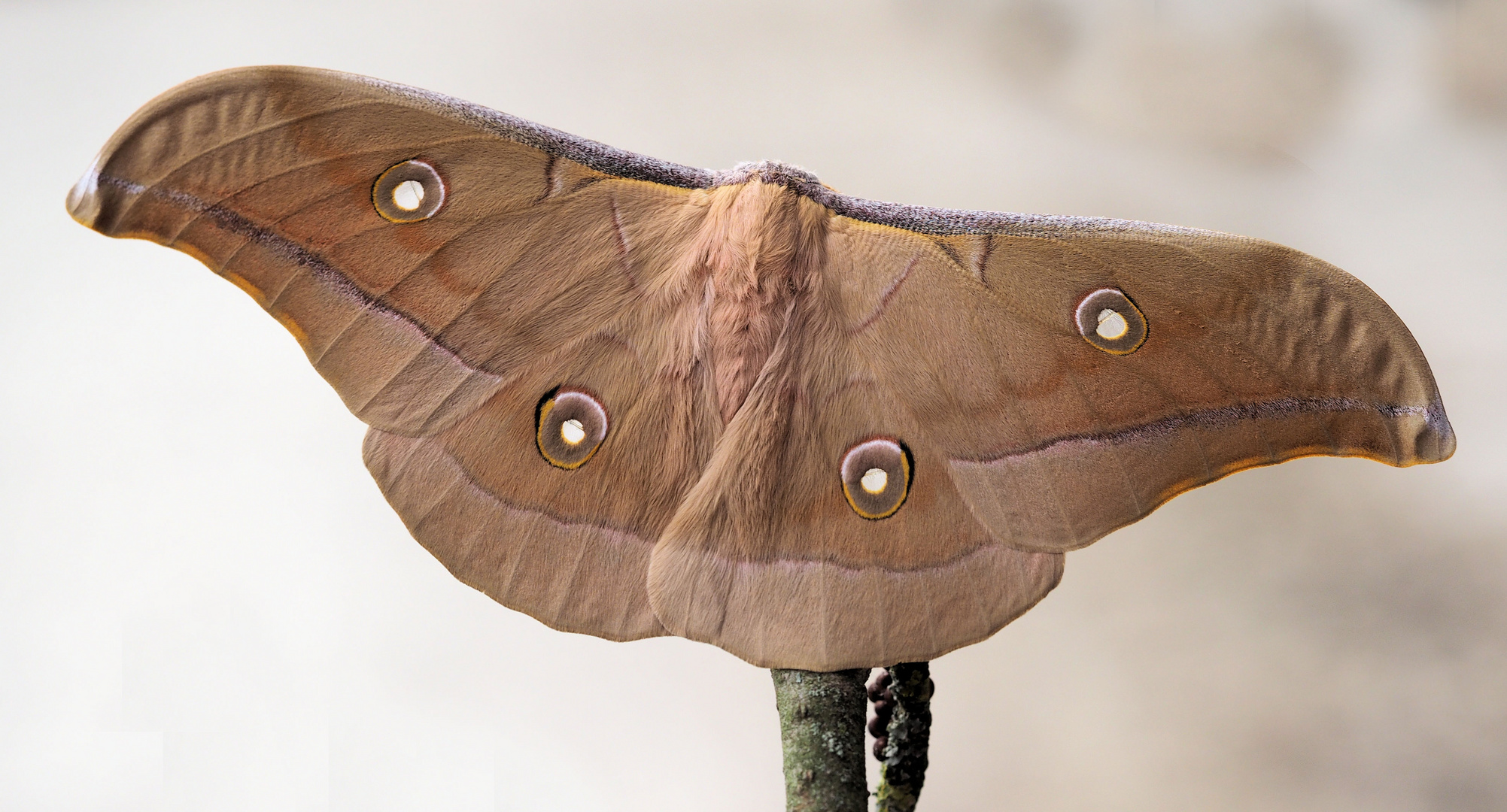 Antheraea pernyi