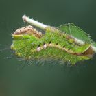 Antheraea pernyi