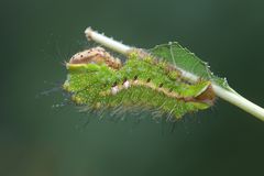 Antheraea pernyi