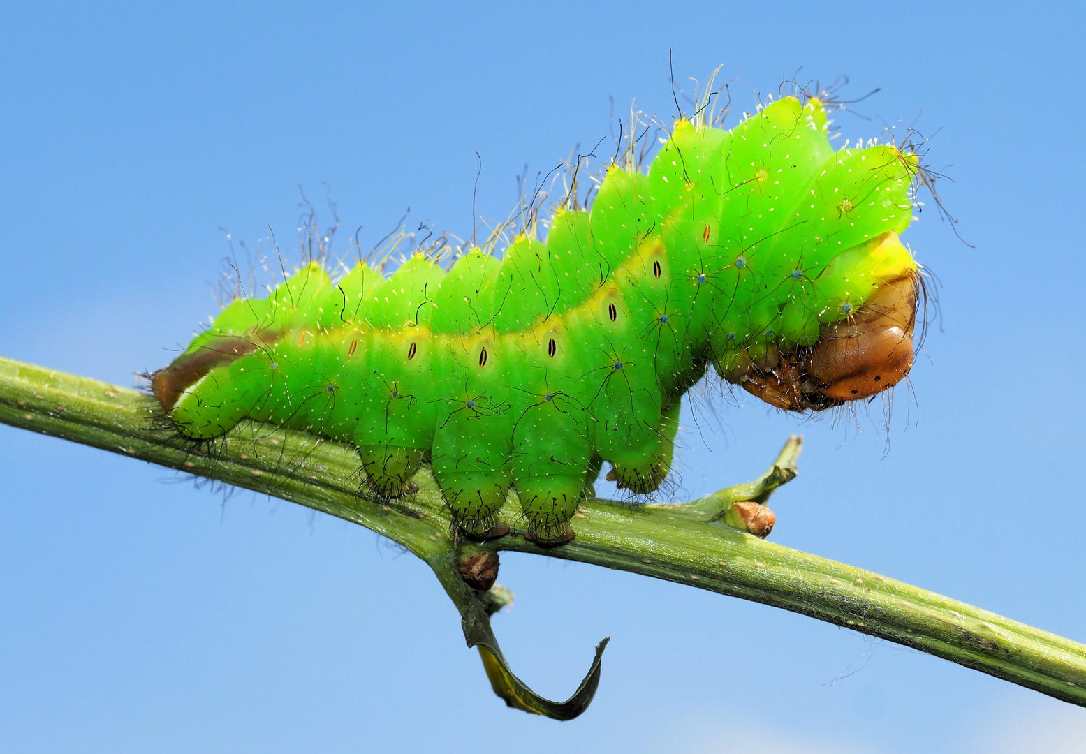 Antheraea pernyi 