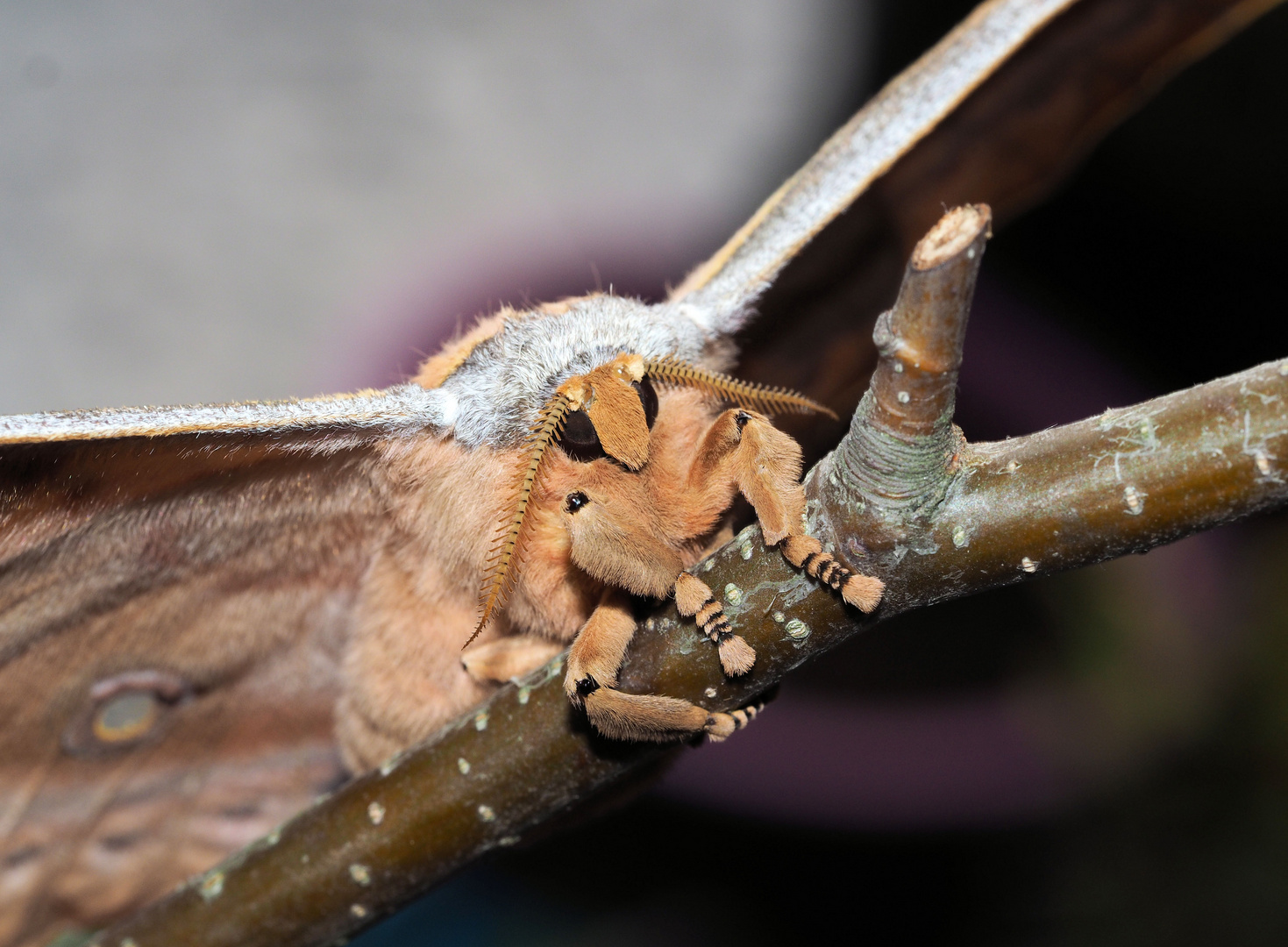 Antheraea pernyi Mädchen 