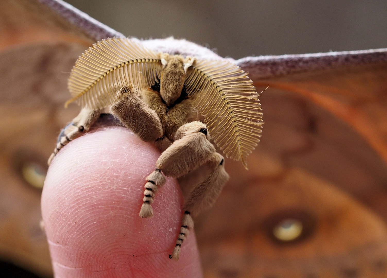  Antheraea pernyi Männchen.... 