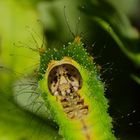 Antheraea pernyi (ver à soie de thussa)