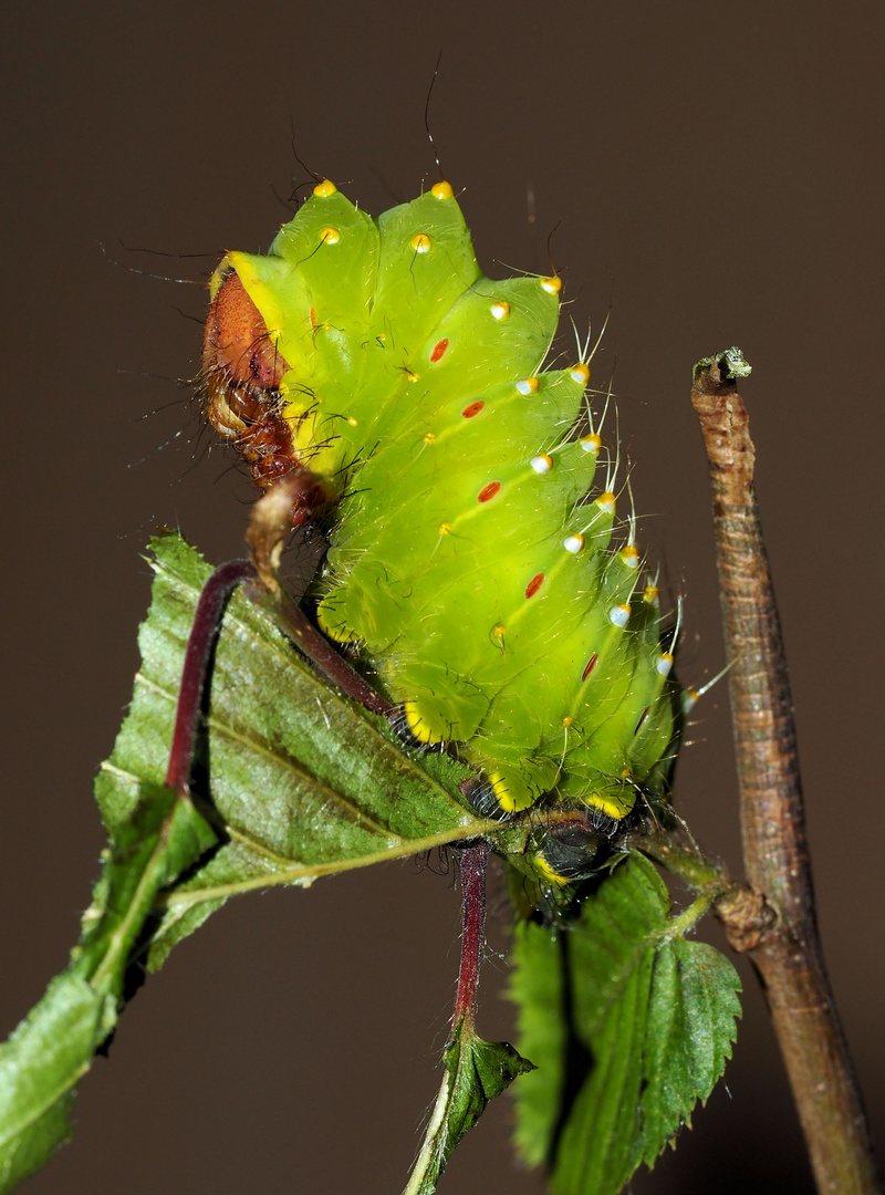 Antheraea polyphemus