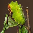 Antheraea polyphemus