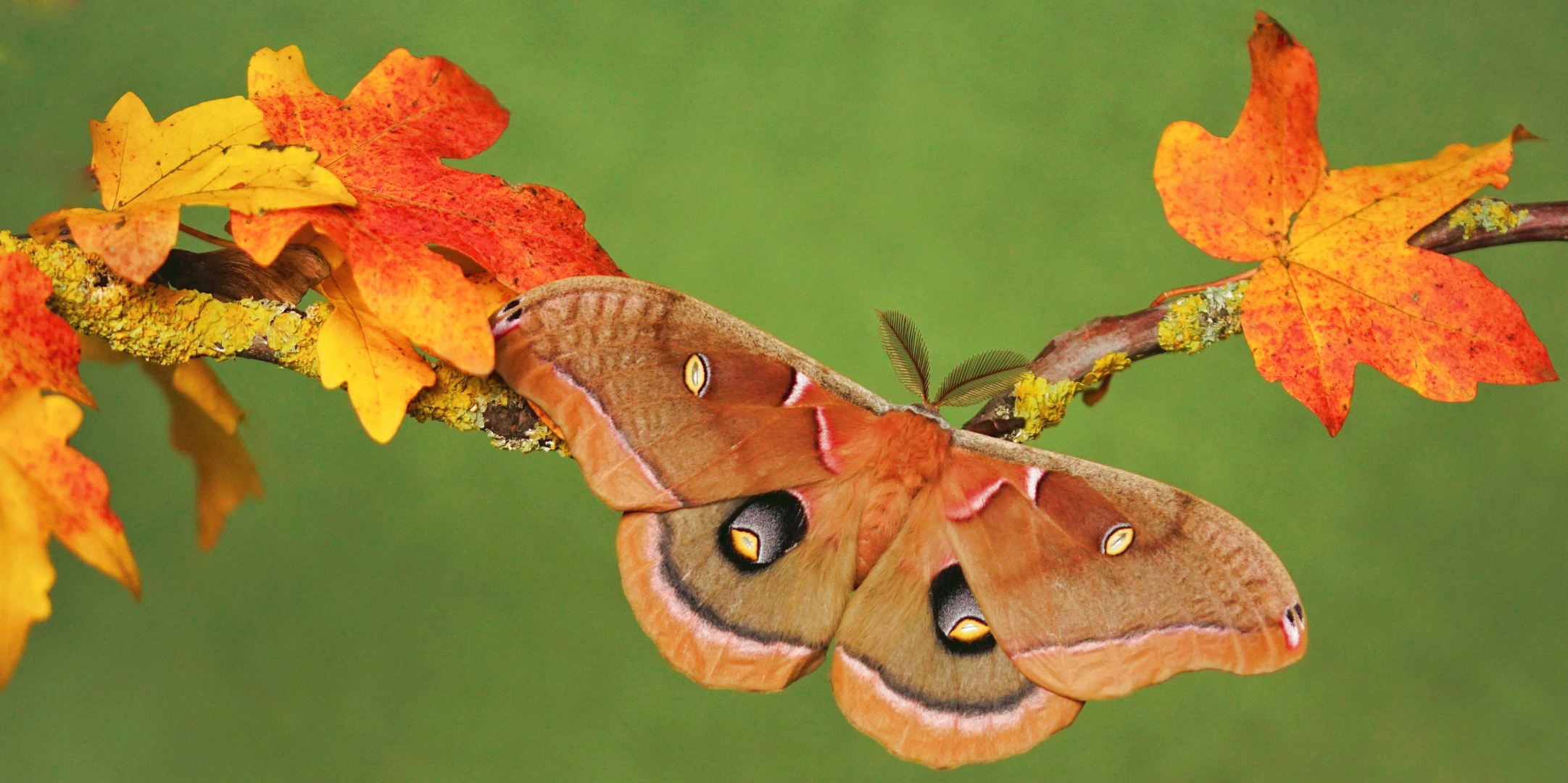 Antheraea polyphemus.... Foto & Bild tiere, zoo, wildpark & falknerei