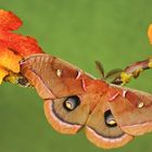 ....Antheraea polyphemus....