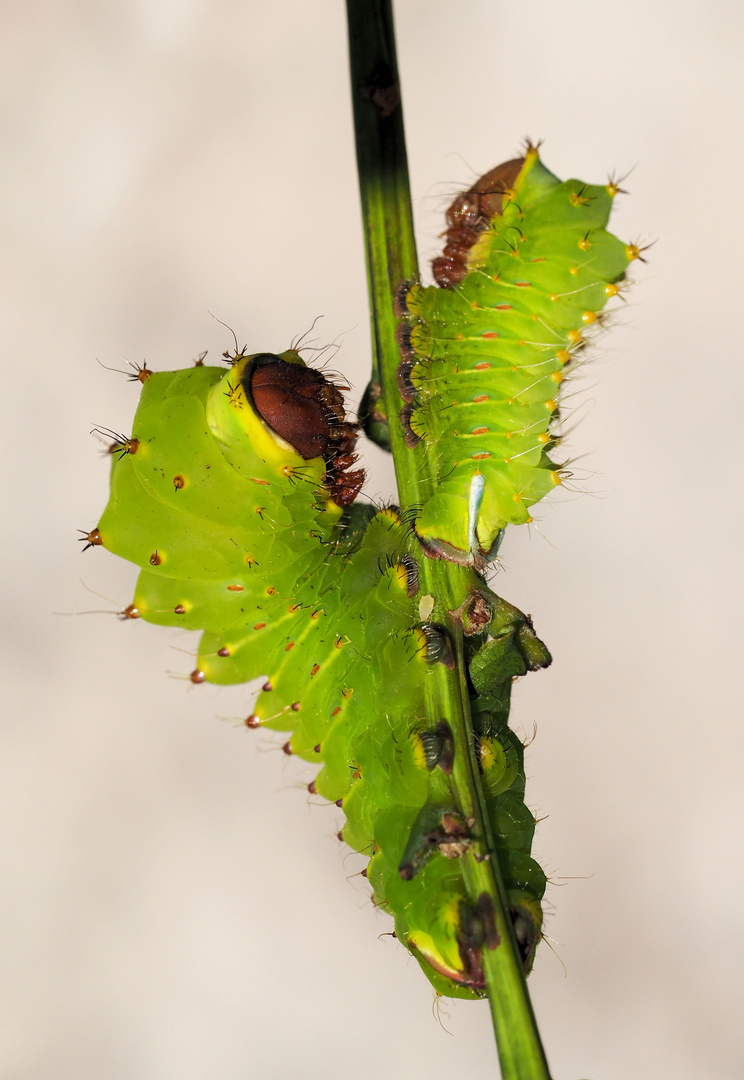 Antheraea polyphemus Foto & Bild natur, macro, papillon Bilder auf