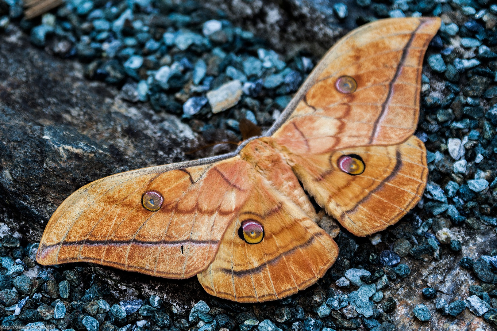 Antheraea polyphemus