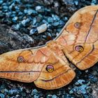 Antheraea polyphemus