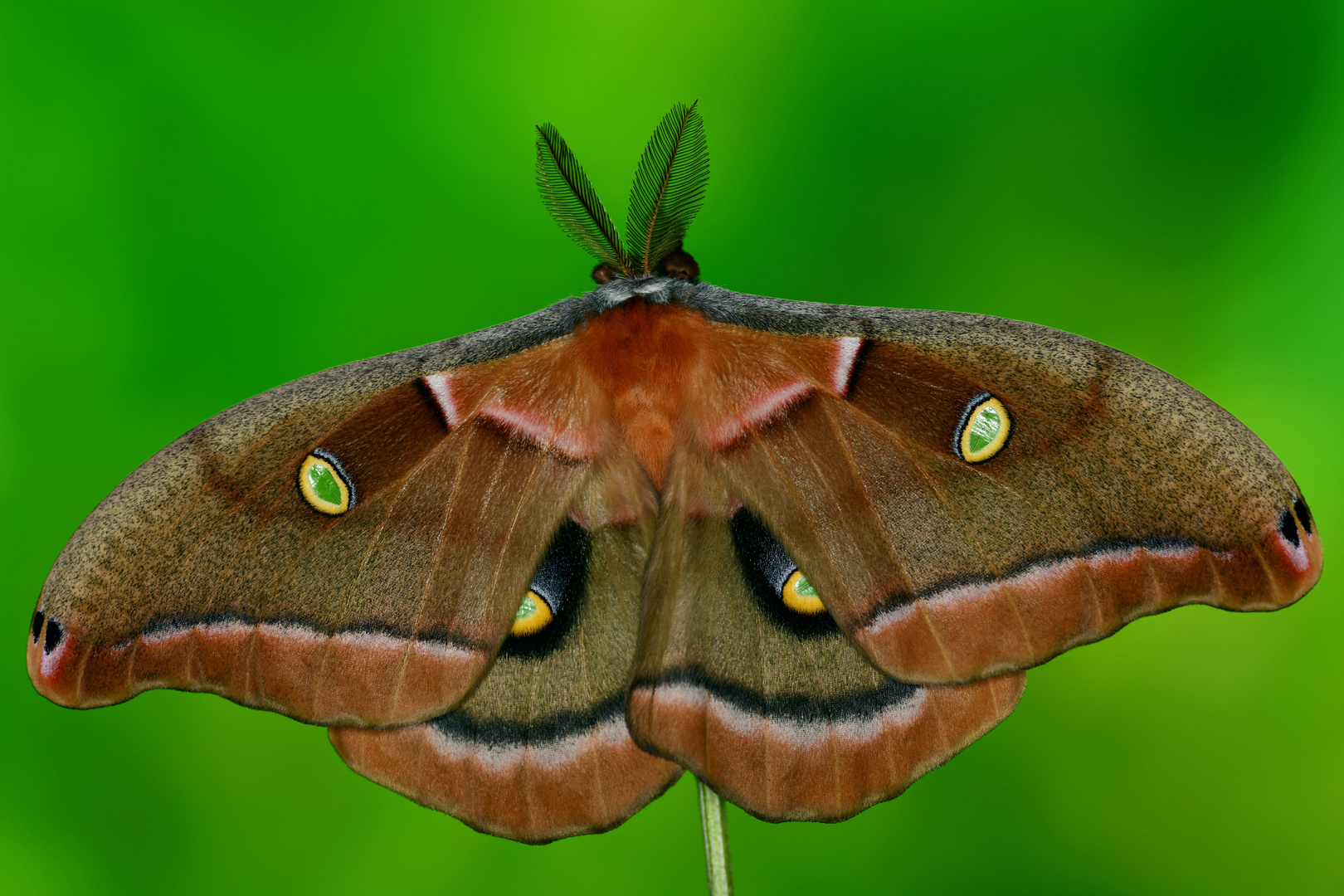 Antheraea polyphemus Männchen #2