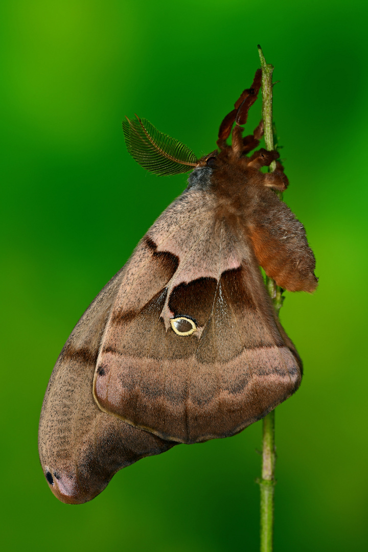 Antheraea polyphemus Männchen 