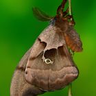 Antheraea polyphemus Männchen 