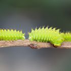 Antheraea polyphemus wachsen langsam....