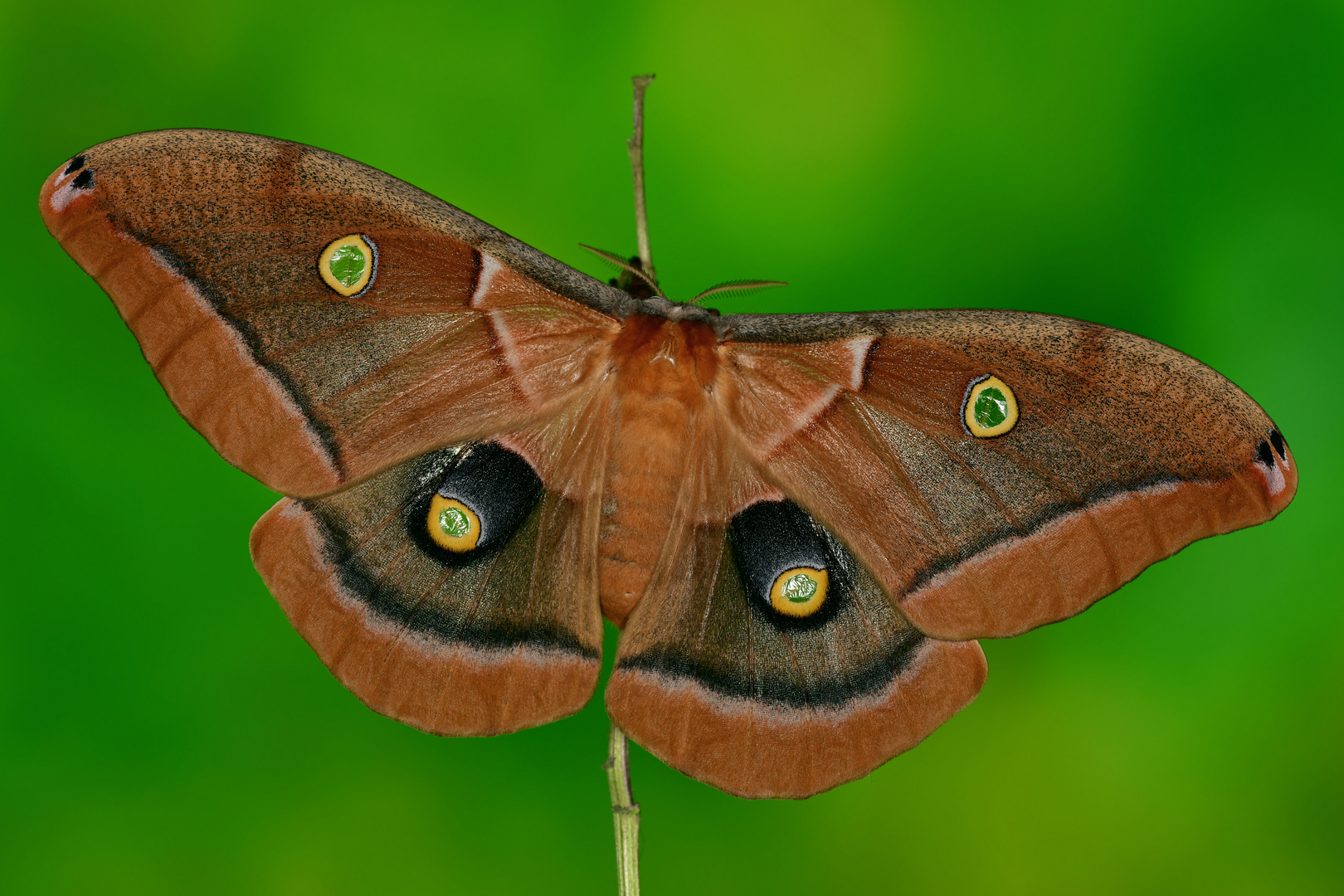 Antheraea polyphemus Weibchen #2