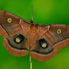 Antheraea polyphemus Weibchen #2