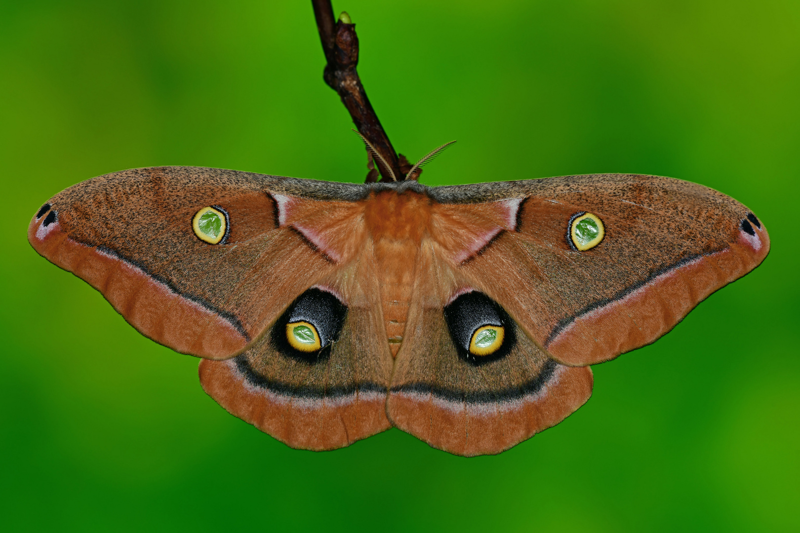 Antheraea polyphemus Weibchen