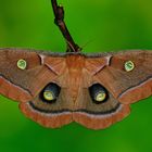 Antheraea polyphemus Weibchen