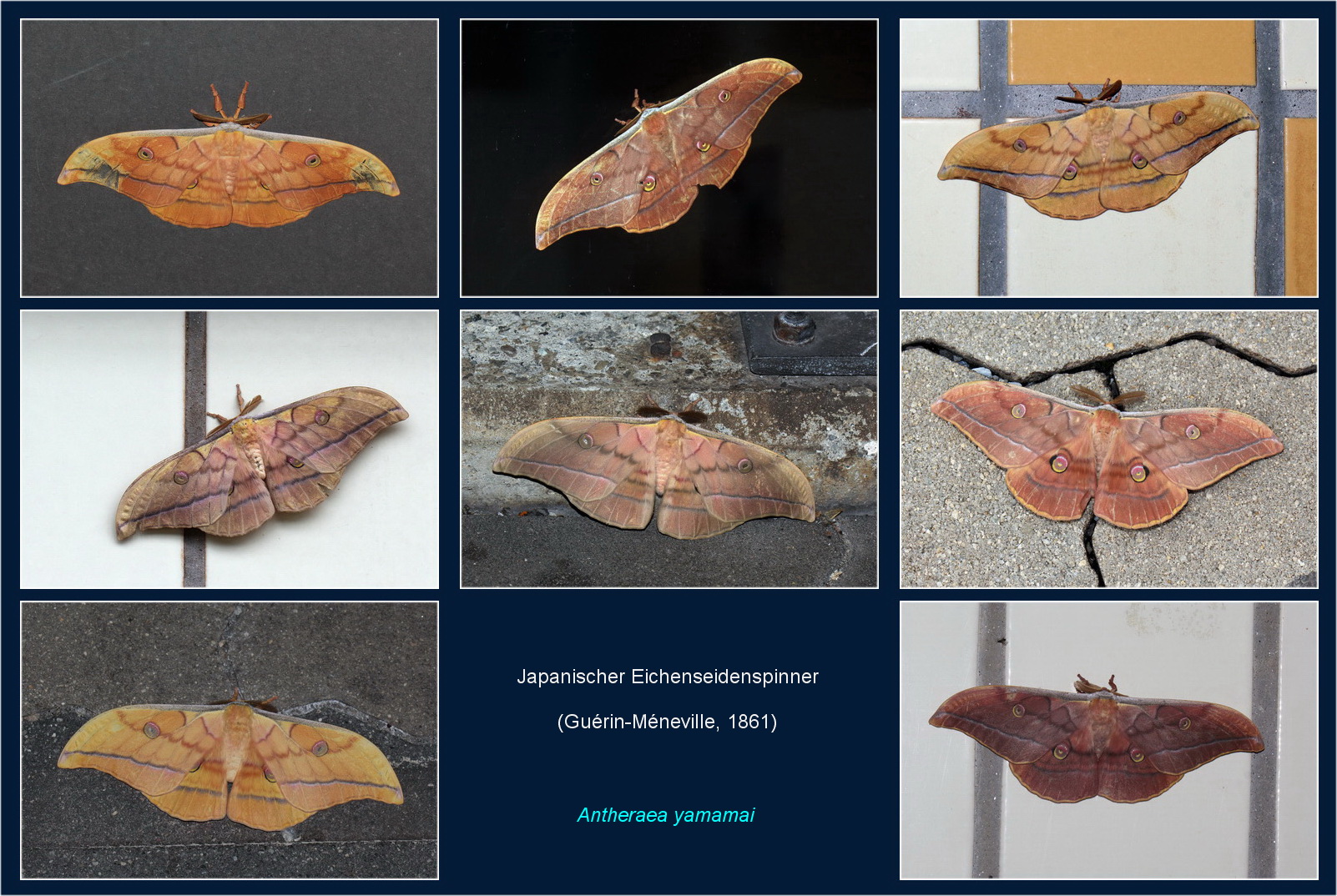 Antheraea yamamai - 2022