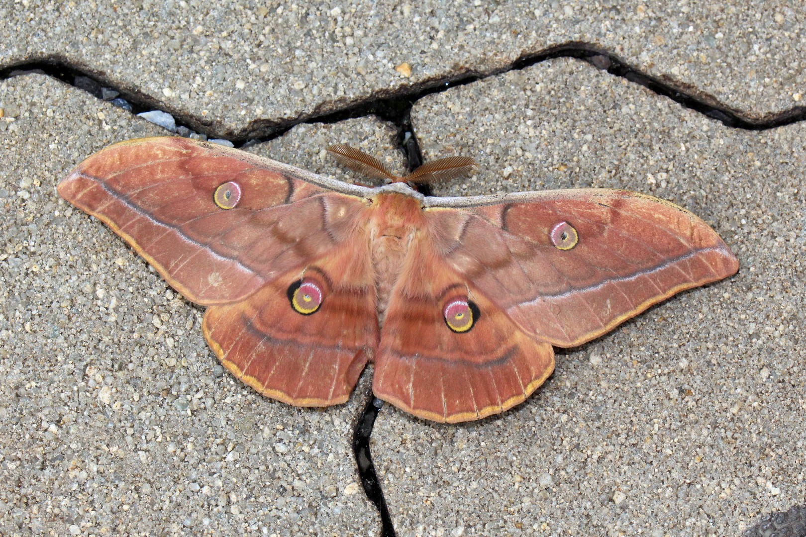 Antheraea yamamai