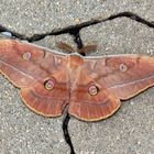 Antheraea yamamai