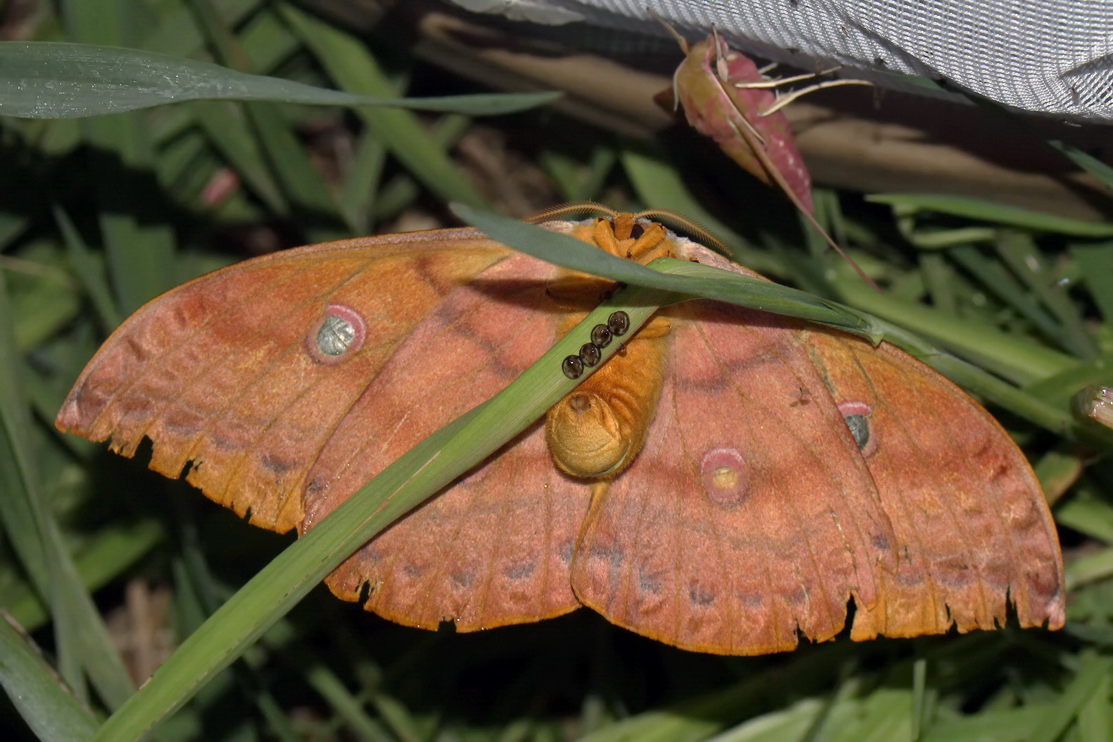 Antheraea yamamai