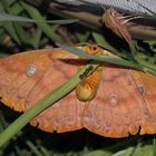 Antheraea yamamai