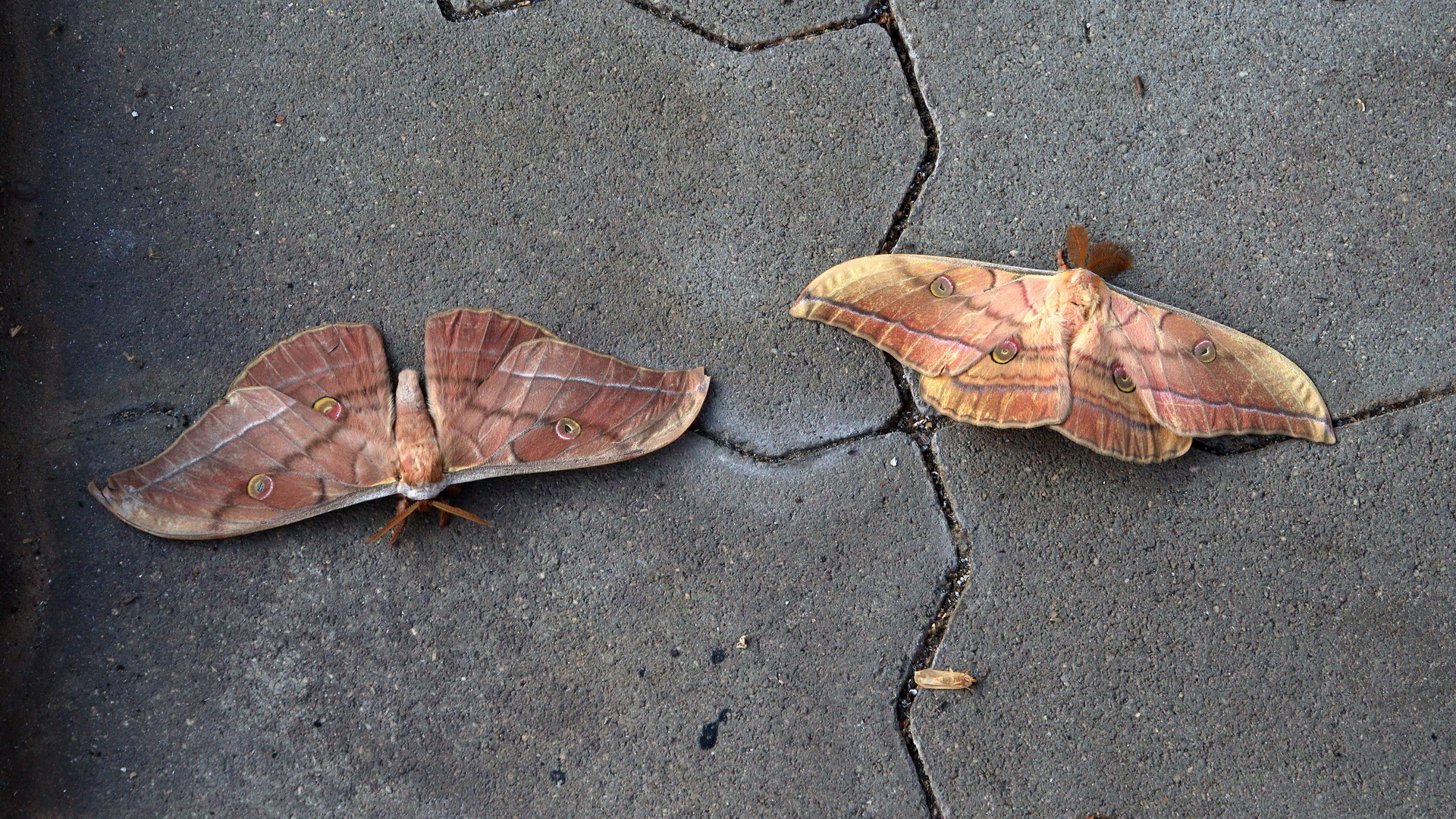 Antheraea yamamai