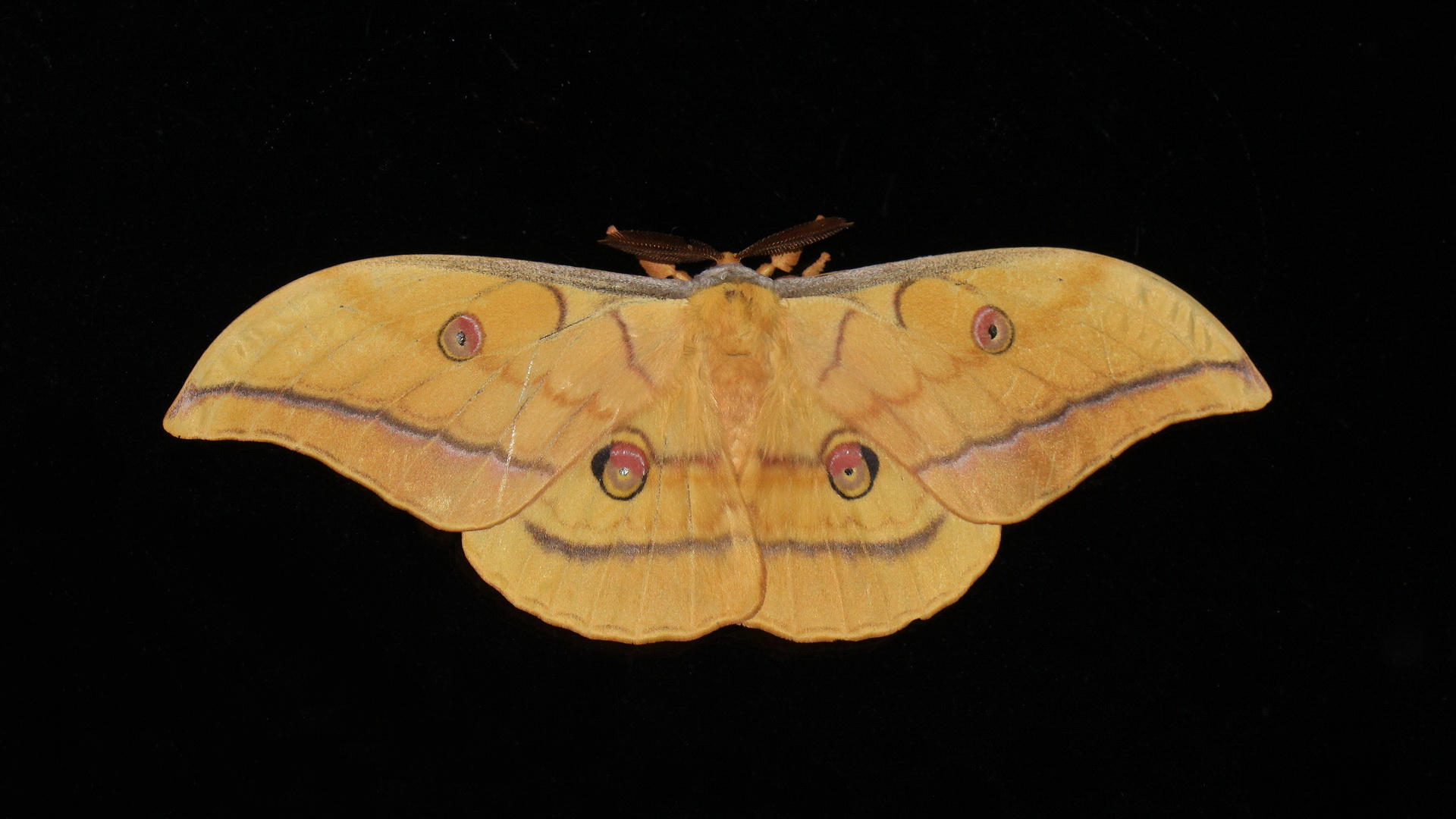 Antheraea yamamai