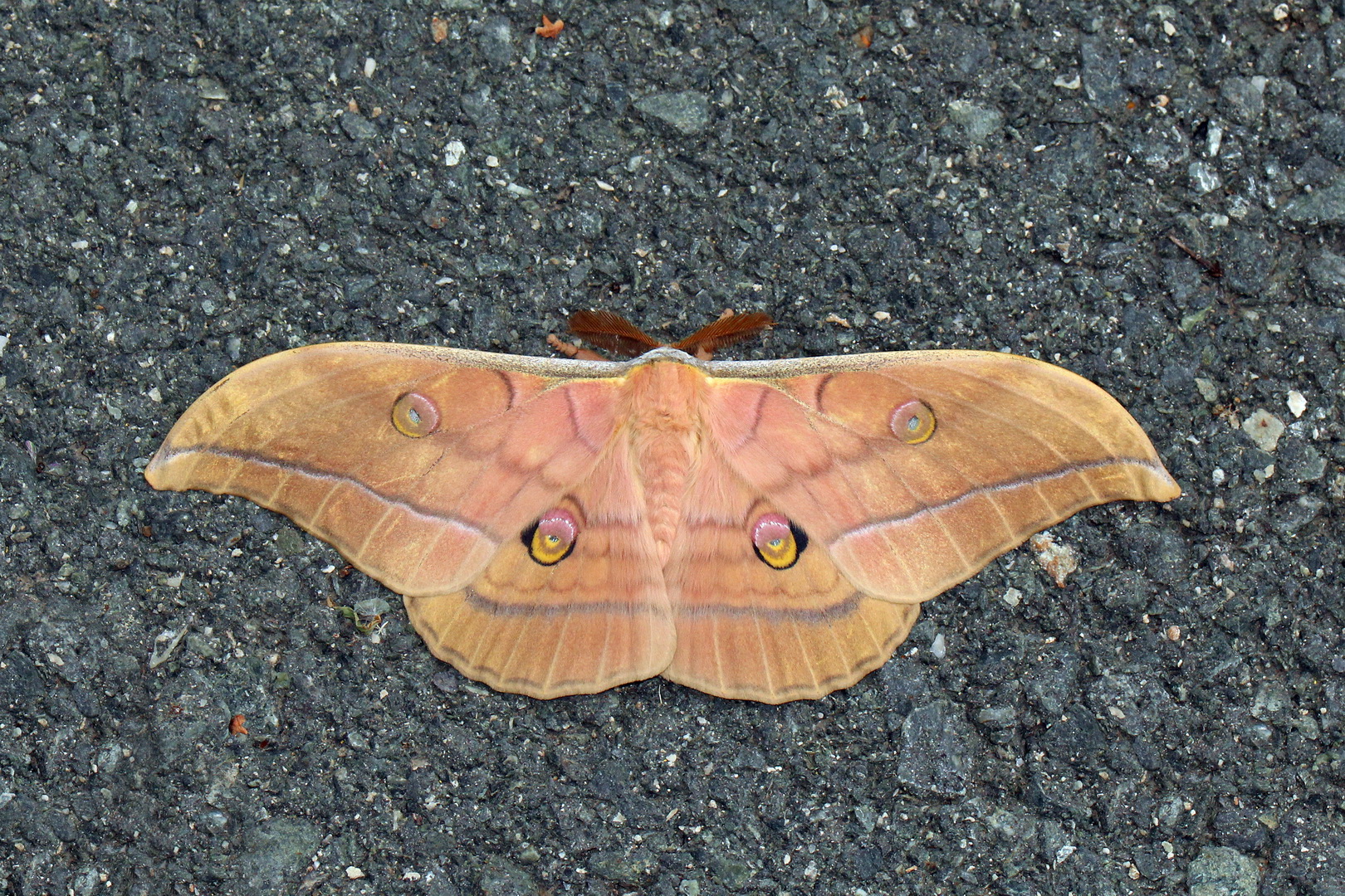 Antheraea yamamai