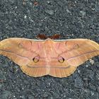 Antheraea yamamai