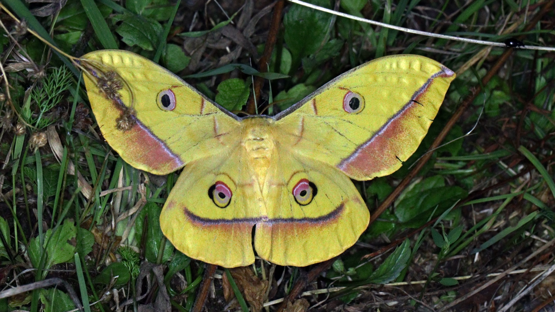 Antheraea yamamai