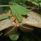 Antheraea yamamai